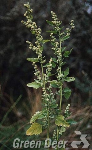 Марь зеленая - Chenopodium suecicum J. Murr.
